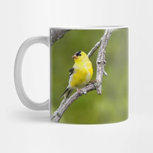 American Goldfinch2 Mug